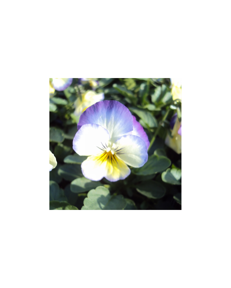 Violas ou Pensee a Petites Fleurs Jaune et Bleue | Jardinao.com