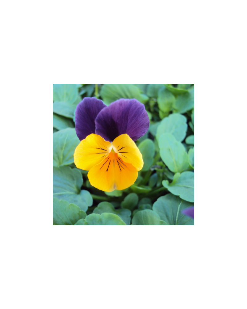Violas ou Pensee a Petites Fleurs orange à ailes violettes | Jardinao.com