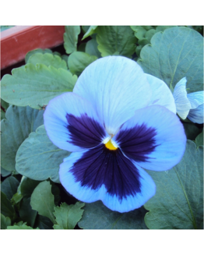 Pensee a Grandes Fleurs Bleue ocean | Jardinao.com