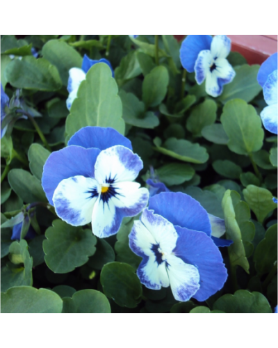 Violas ou Pensee a Petites Fleurs Bleue et Blanche | Jardinao.com