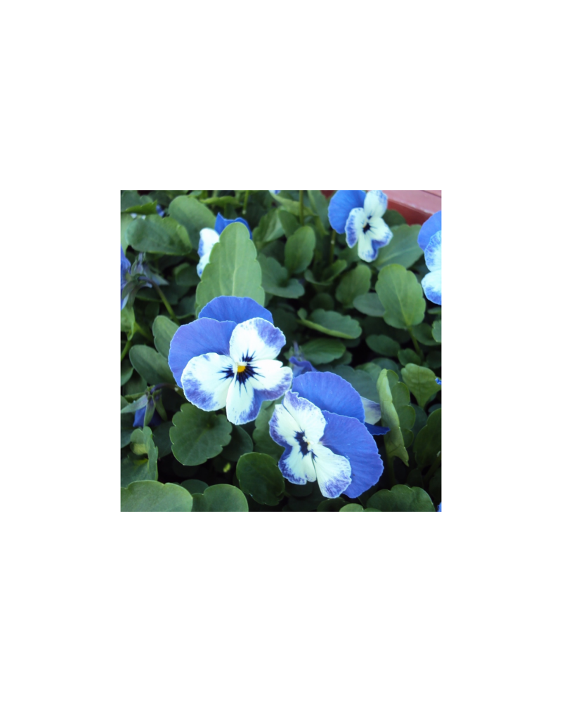 Violas ou Pensee a Petites Fleurs Bleue et Blanche | Jardinao.com