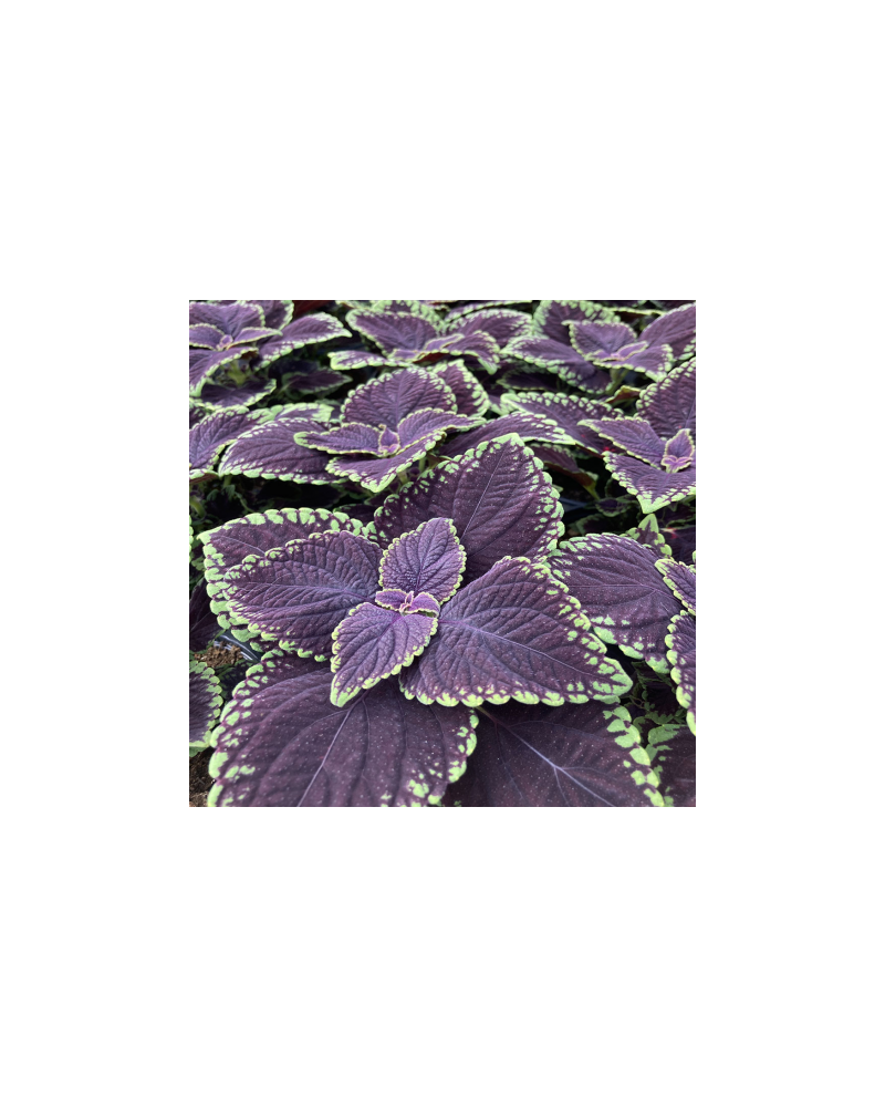 Coleus Solenostemon Abbey Road