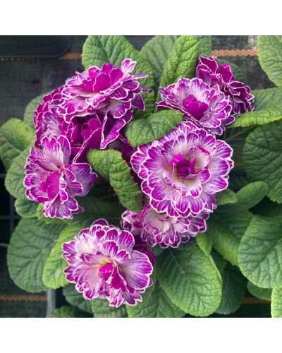 Primula ou Primevere des Jardins Belarina Vanille