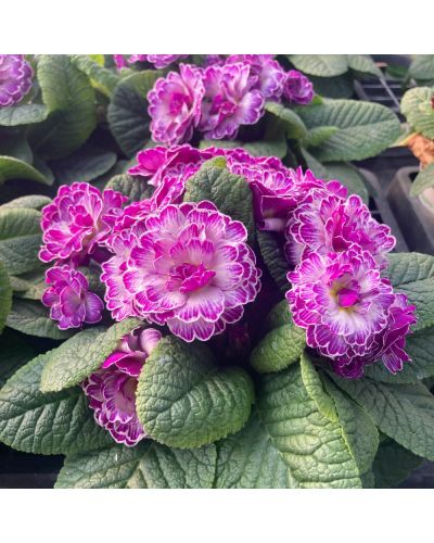 Primula ou Primevere des Jardins Belarina Vanille