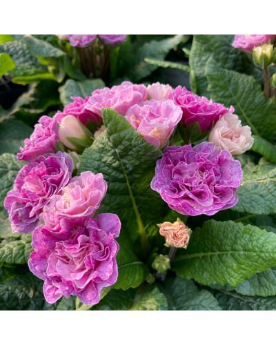 Primula ou Primevere des Jardins Belarina Vanille