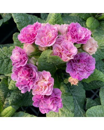 Primula ou Primevere des Jardins Belarina Vanille