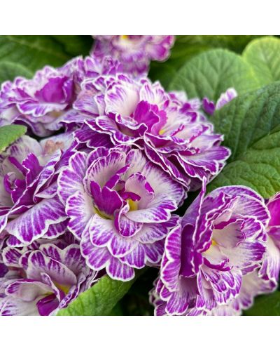 Primula ou Primevere des Jardins Belarina Vanille