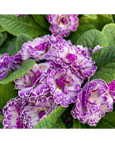 Primula ou Primevere des Jardins Belarina Vanille