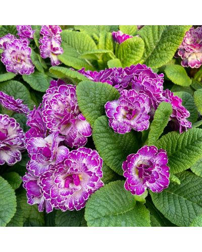 Primula ou Primevere des Jardins Belarina Vanille