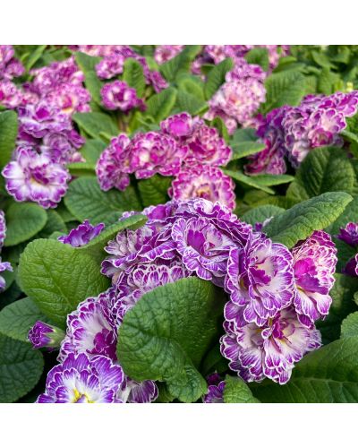 Primula ou Primevere des Jardins Belarina Vanille