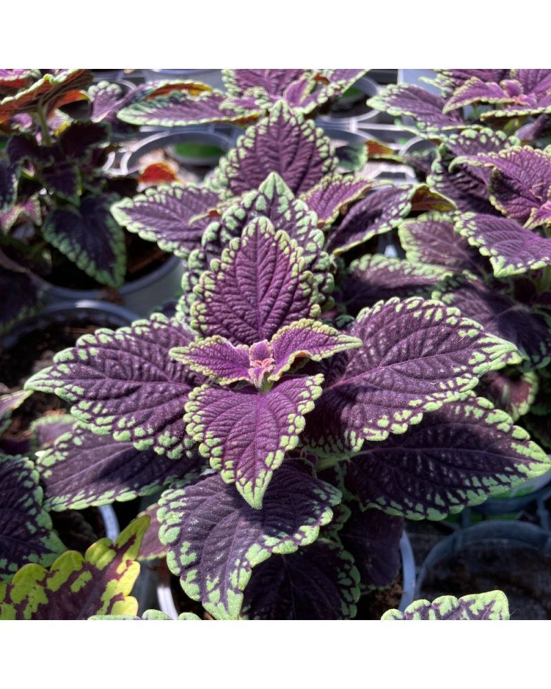 Coleus Solenostemon Abbey Road