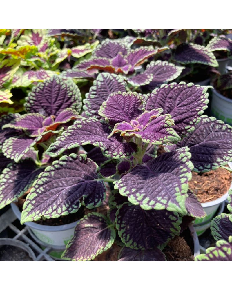 Coleus Solenostemon Abbey Road