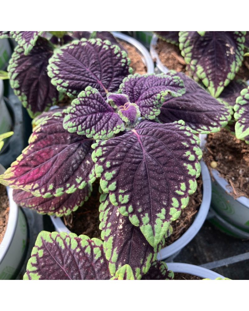 Coleus Solenostemon Abbey Road