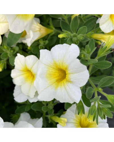 Calibrachoa Annuelle Callie - Blanc