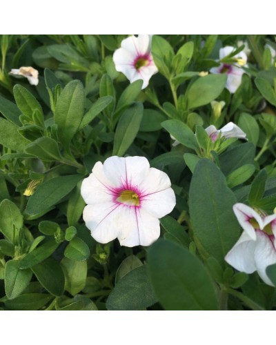 Calibrachoa Annuelle Almond Blossom - Blanc