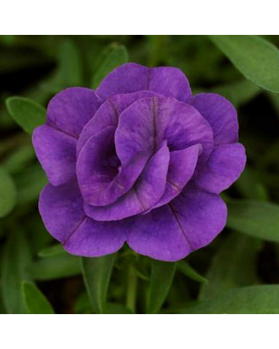 Calibrachoa Annuelle Callie Fleur Double - Bleu