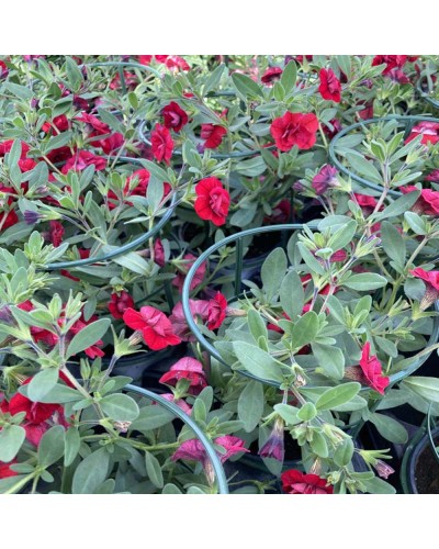 Calibrachoa Annuelle Neo Fleur Double - Rouge foncé