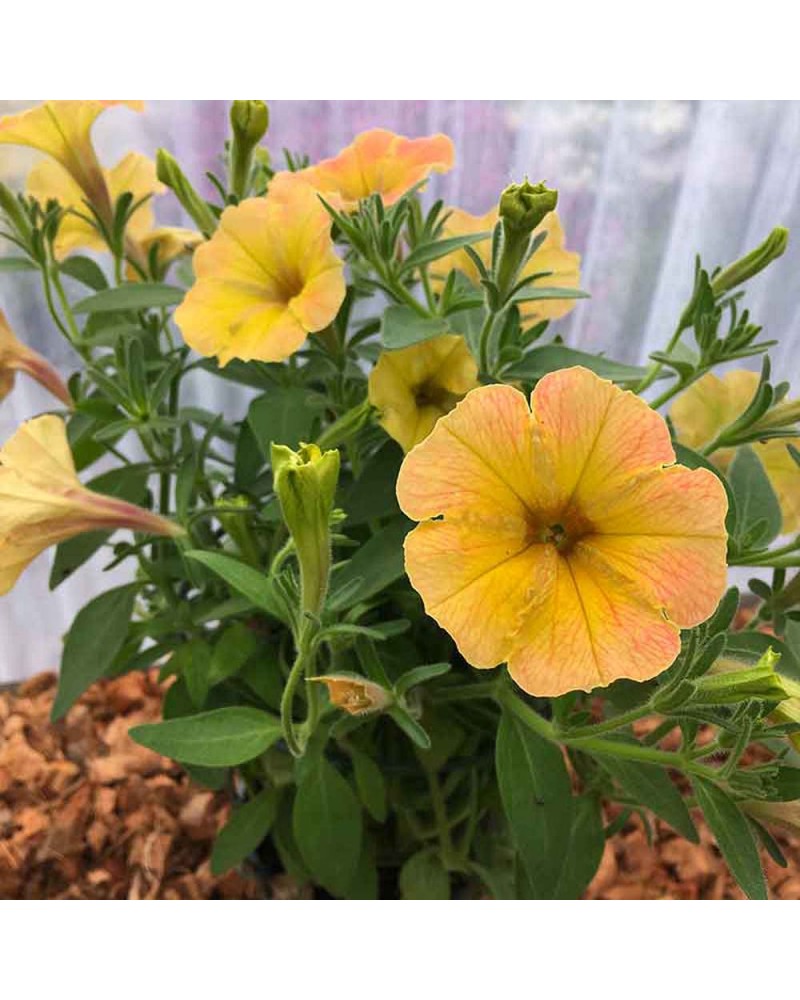Петуния Индиана Summer Купить Семена