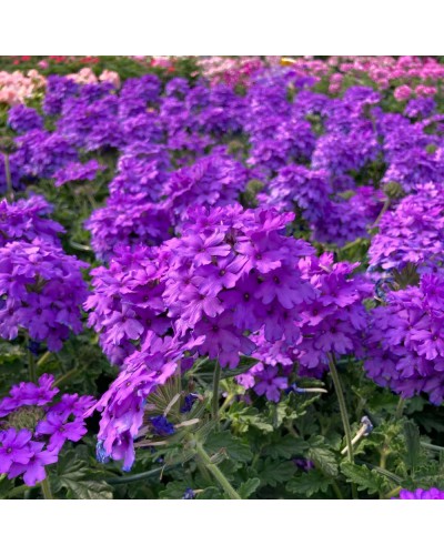 Verveine retombante Annuelle Veinosa Profond Lilac - Bleu