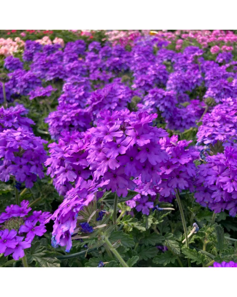 Verveine retombante Annuelle Veinosa Profond Lilac - Bleu | Jardinao.com