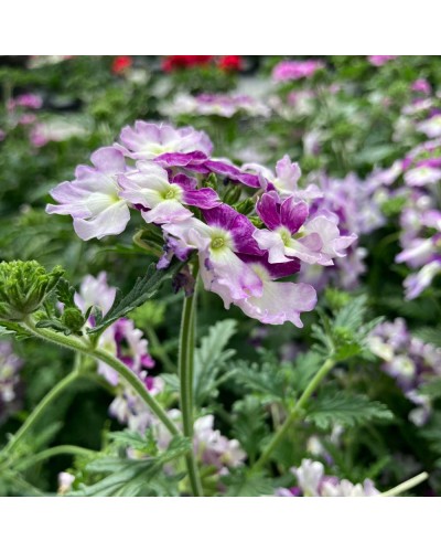 Verveine retombante Annuelle lavender - Violet