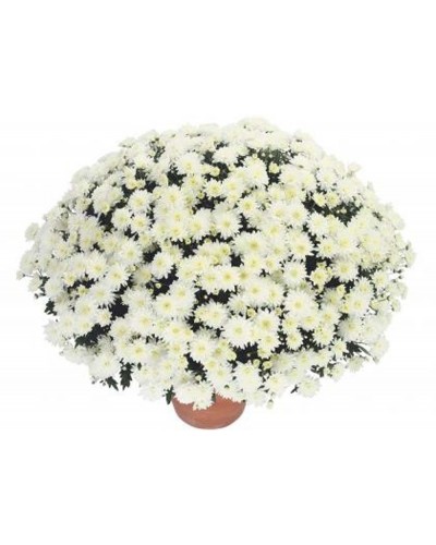 Chrysanthème des fleuristes Annuelle Blanca - Blanc