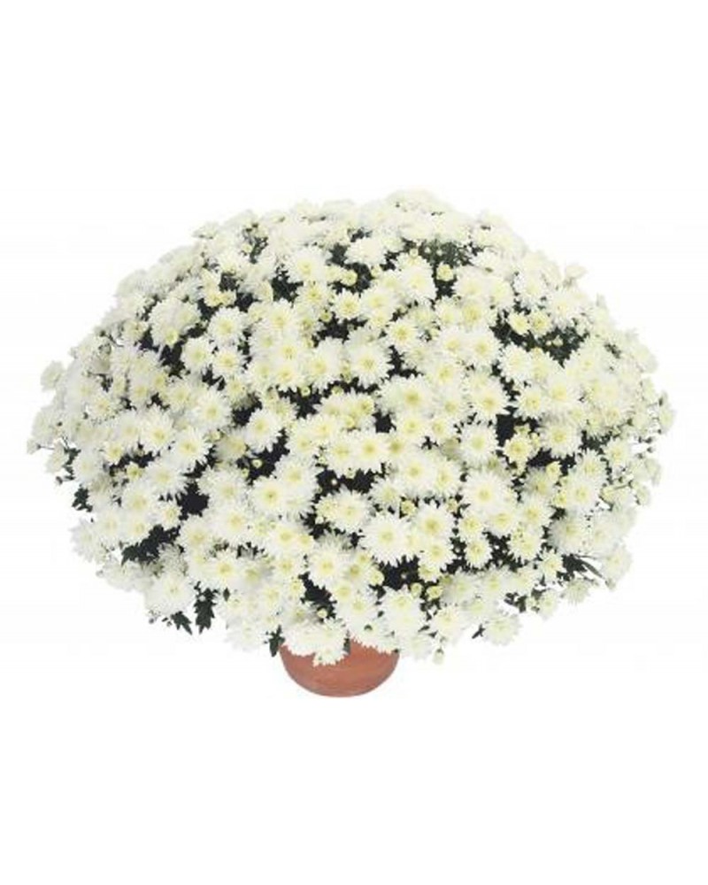 Chrysanthème des fleuristes Annuelle Blanca - Blanc