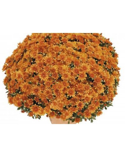 Chrysanthème des fleuristes Annuelle Brazero - Orange