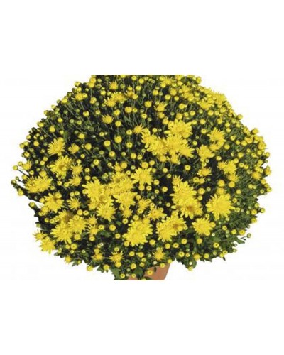 Chrysanthème des fleuristes Annuelle Prado - Jaune