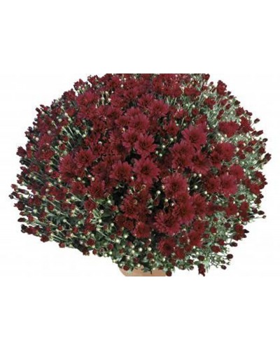 Chrysanthème des fleuristes Annuelle Prado - Rouge
