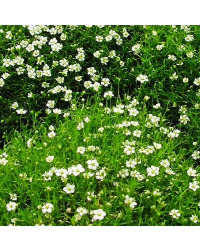 Sagine Vivace Subulata Irish Moss - Blanc