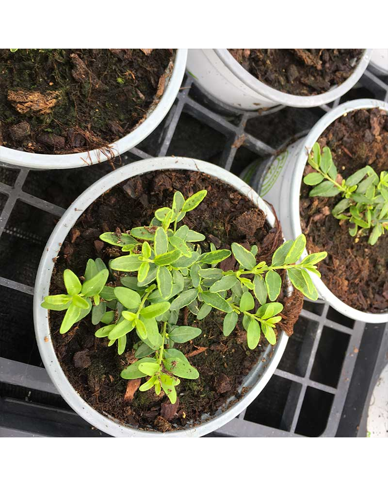 Lonicera Vivace Lemon Queen Blanc