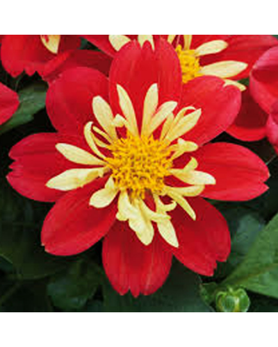 Dahlia dahlietta Annuelle Surprise Cingy - Rouge