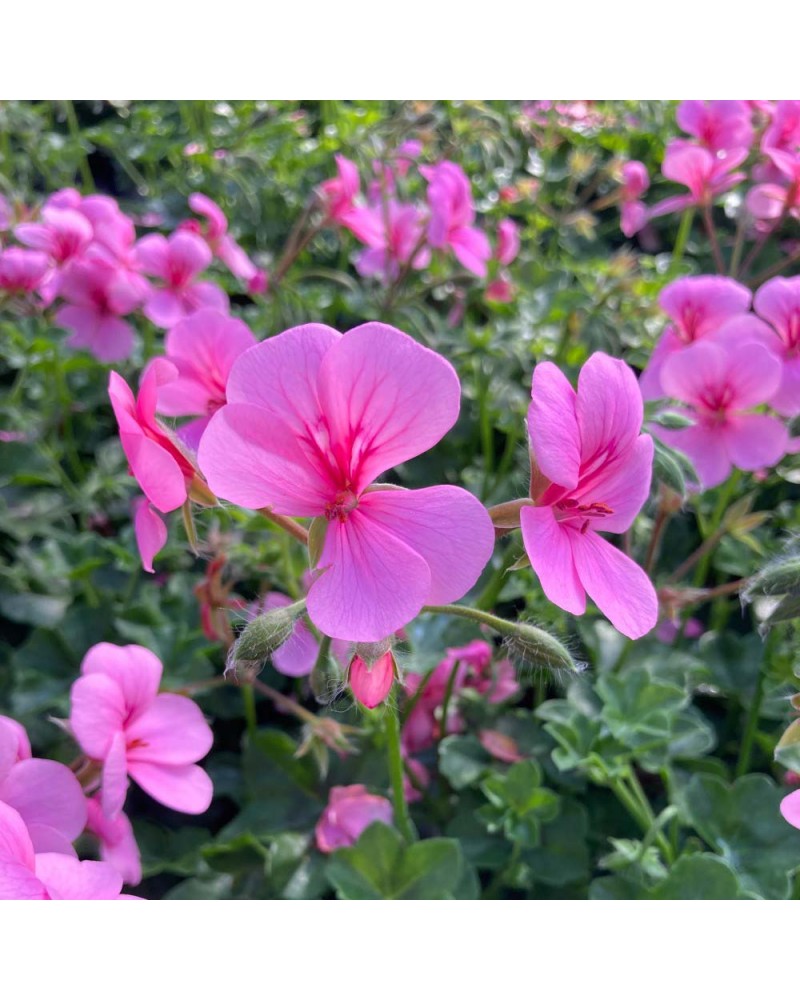 Géranium Retombant Annuelle Rainbow Rose