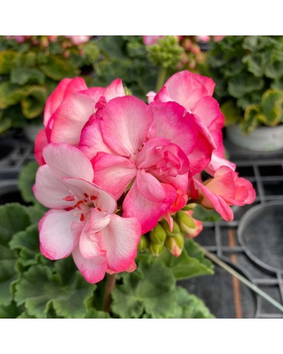 Géranium Droit Annuelle Bunny strawberry - Rose