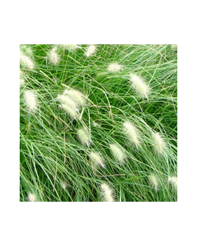 Pennisetum-Herbe-aux-écouvillons Vivace Villosum - Blanc