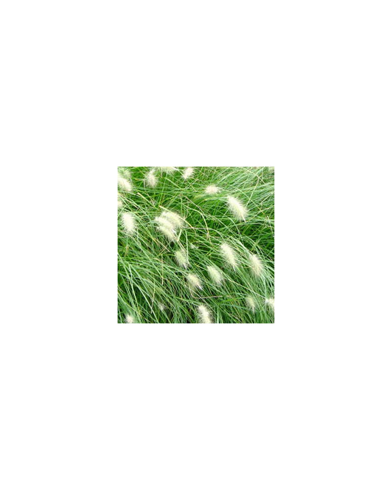 Pennisetum-Herbe-aux-écouvillons Vivace Villosum - Blanc