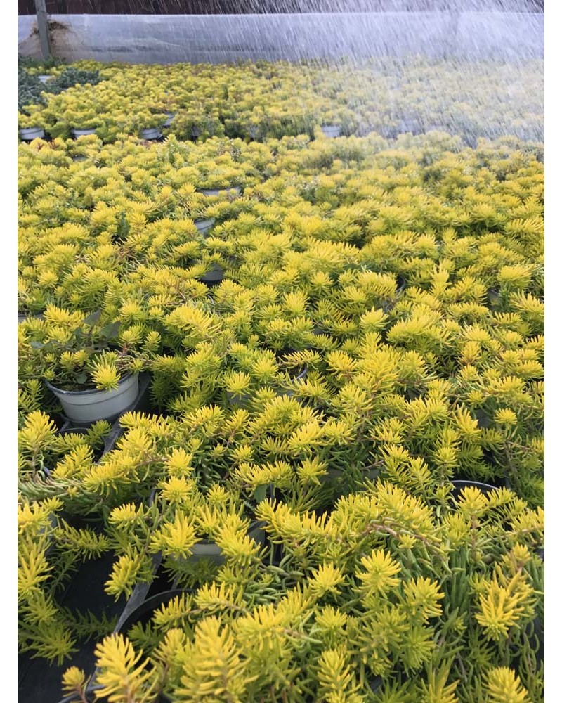 Sedum spectabile Vivace Gold mound - Vert