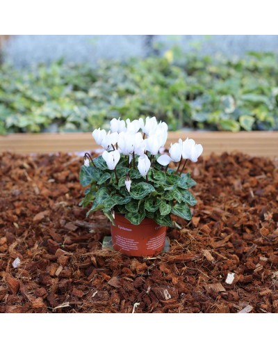 Cyclamen de Perse Vivace Persicum - Blanc