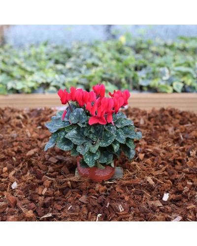 Cyclamen de Perse Vivace Persicum - Rouge