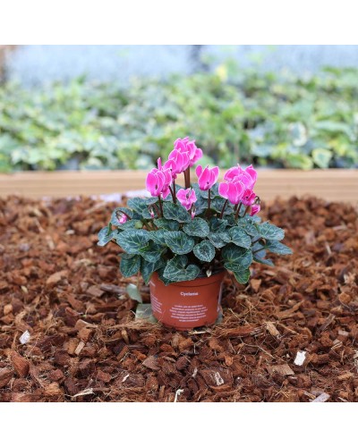 Cyclamen de Perse Vivace Persicum - Rose