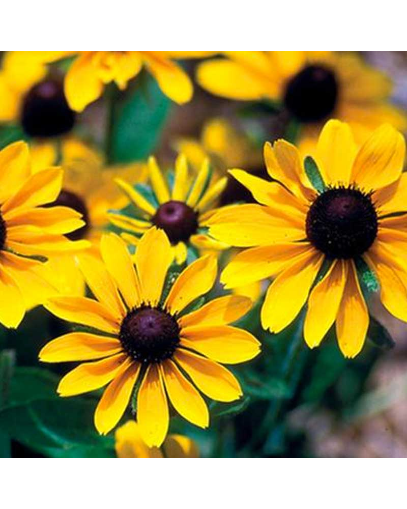 Rudbeckia Vivace Hirta Toto Gold - Jaune