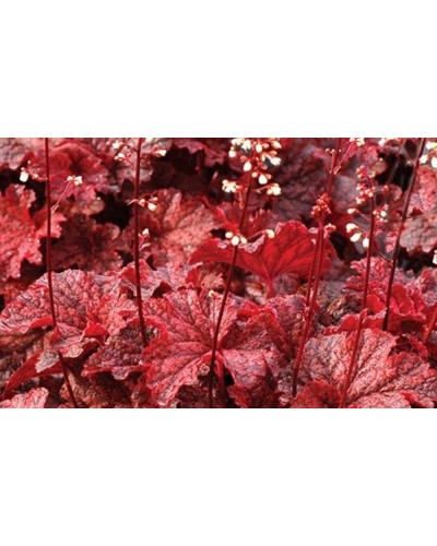 Désespoir du peintre Vivace Automn Leaves - Rouge