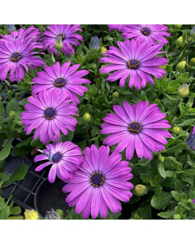 Osteospermum Annuelle Flower Power - Violet