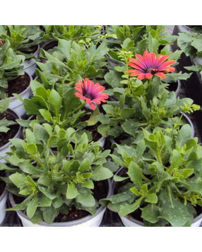 Osteospermum Annuelle Astra Outback - Rouge