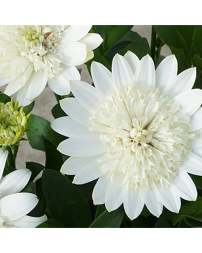 Osteospermum Annuelle 3D Nanuk - Blanc