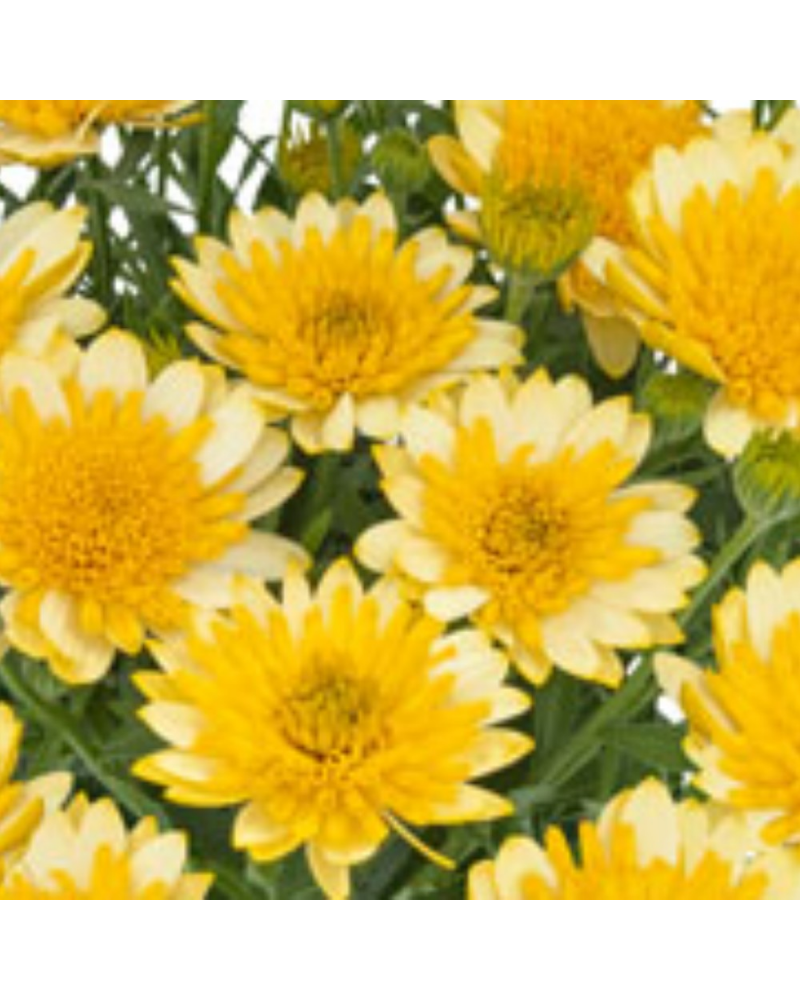 Osteospermum Annuelle Golden - Jaune