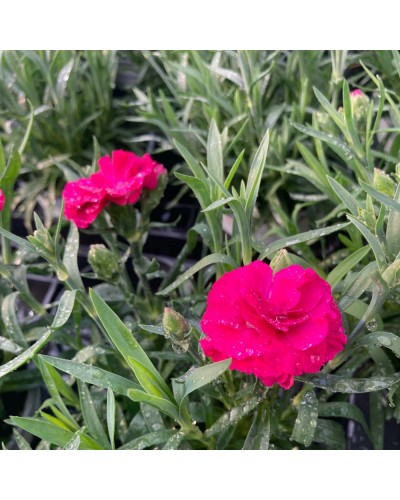 Œillet Dianthus Vivace Sunflor Vivre - Rose