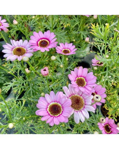 Marguerite Vivace Anthemis Molimba M - Rose