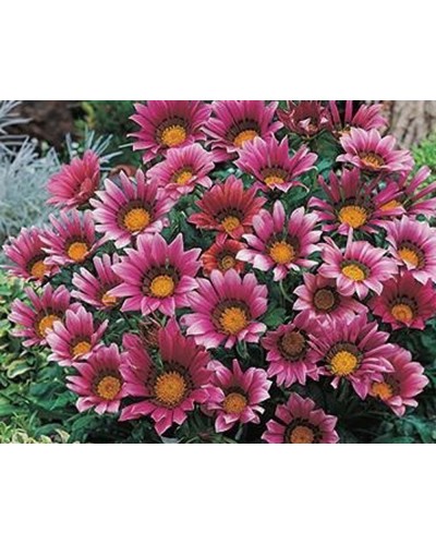 Gazania Vivace Sunbathers Otomi - Mauve